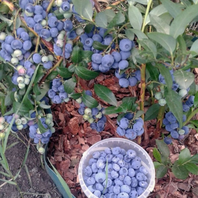 Черника кустовая Садовая