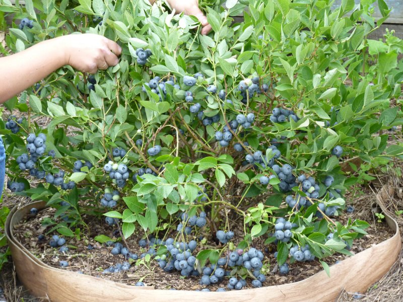 Голубика Садовая куст