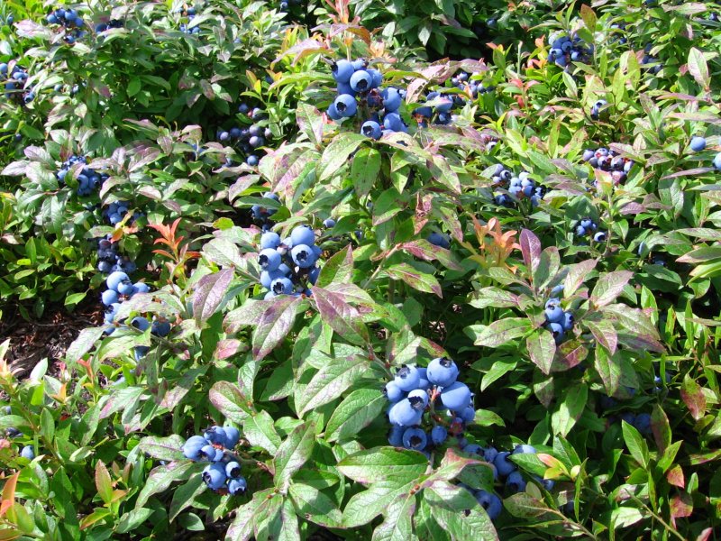 Blueberry Bushes