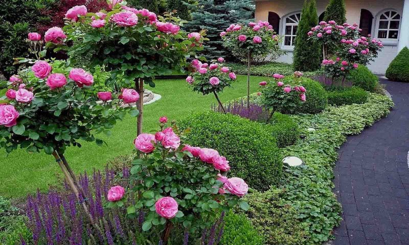 Клумба штамбовая роза, гортензия, роза