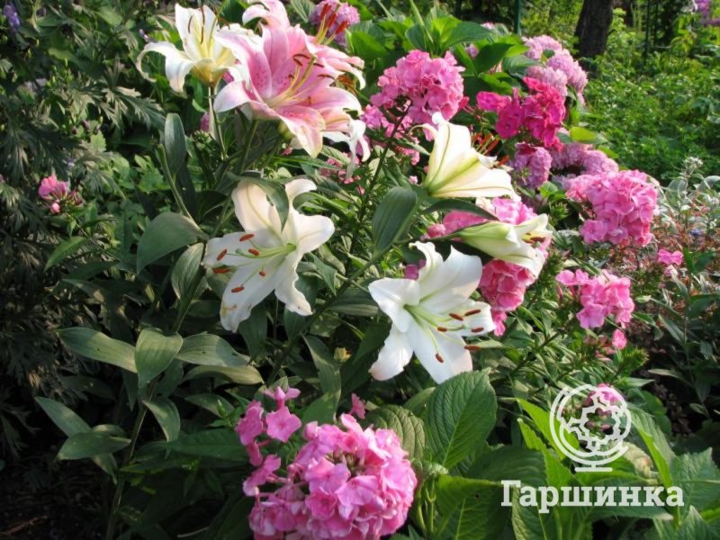Пионы Флоксы лилейники