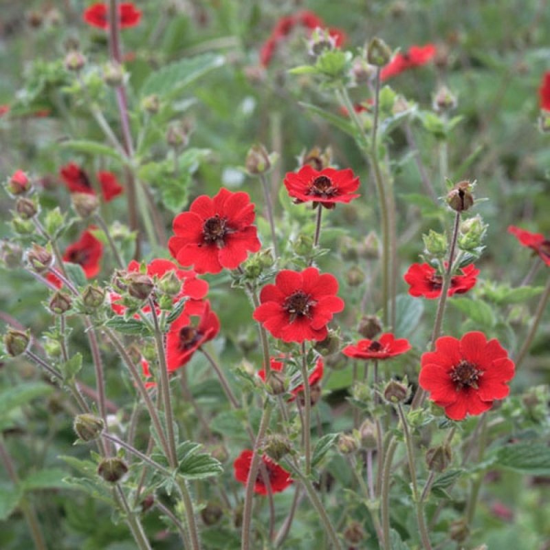Potentilla fruticosa Annette