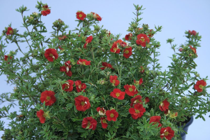 Лапчатка блестящая Potentilla nitida