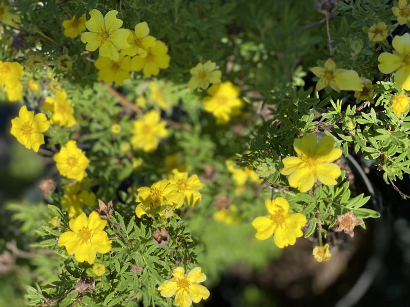 Лапчатка (Potentilla) Arc en Ciel