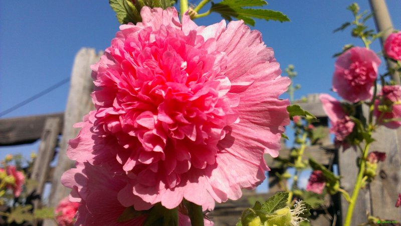 Шток-роза Alcea rosea