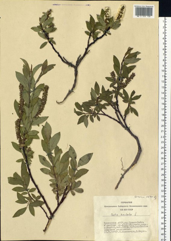 Ива Salix saxatilis