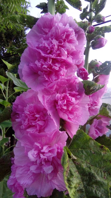 Мальва – Alcea rosea