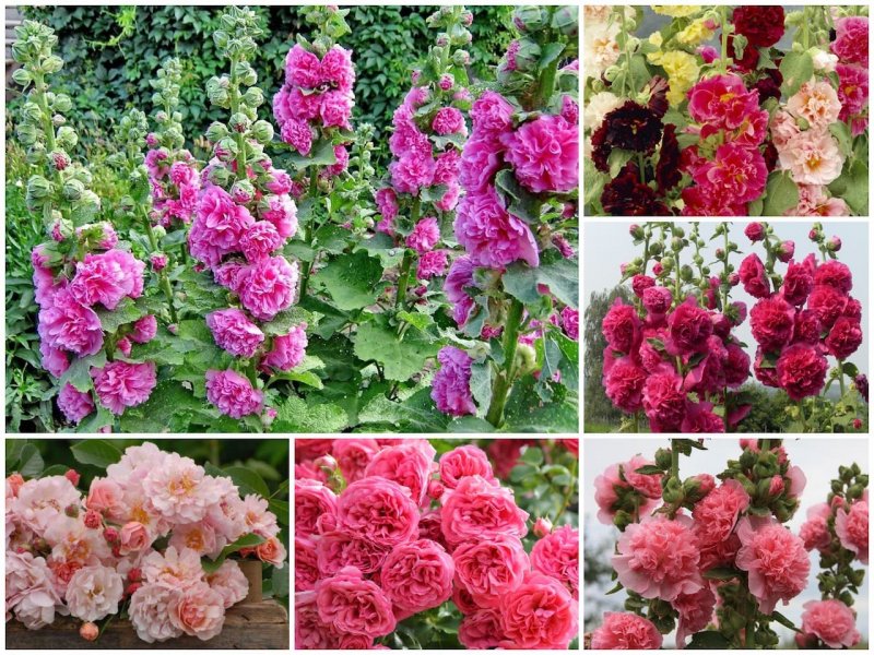Мальва – Alcea rosea