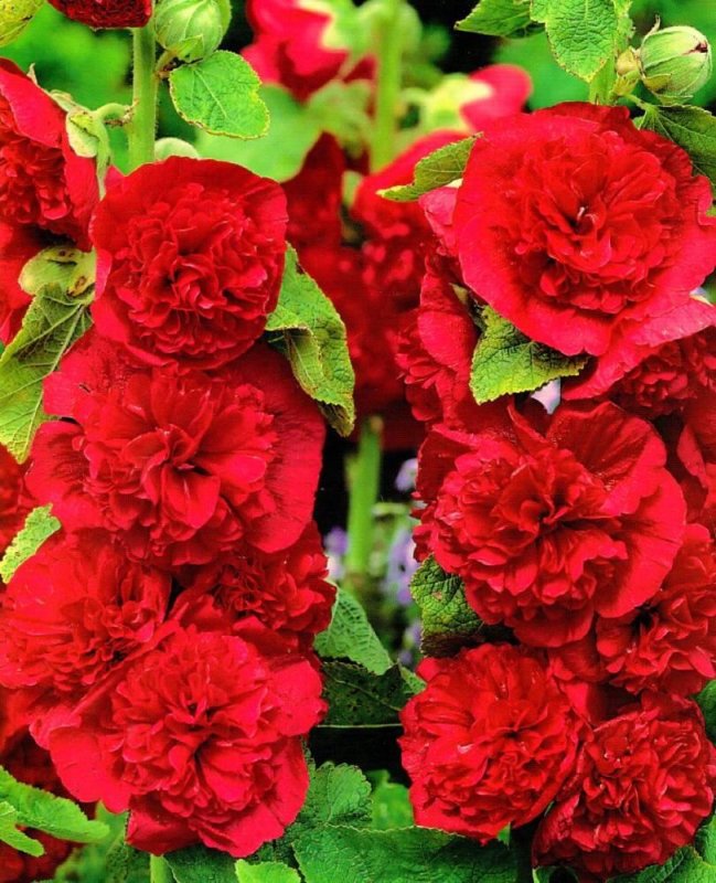 Шток-роза Alcea rosea