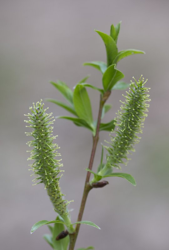 Salix hastata