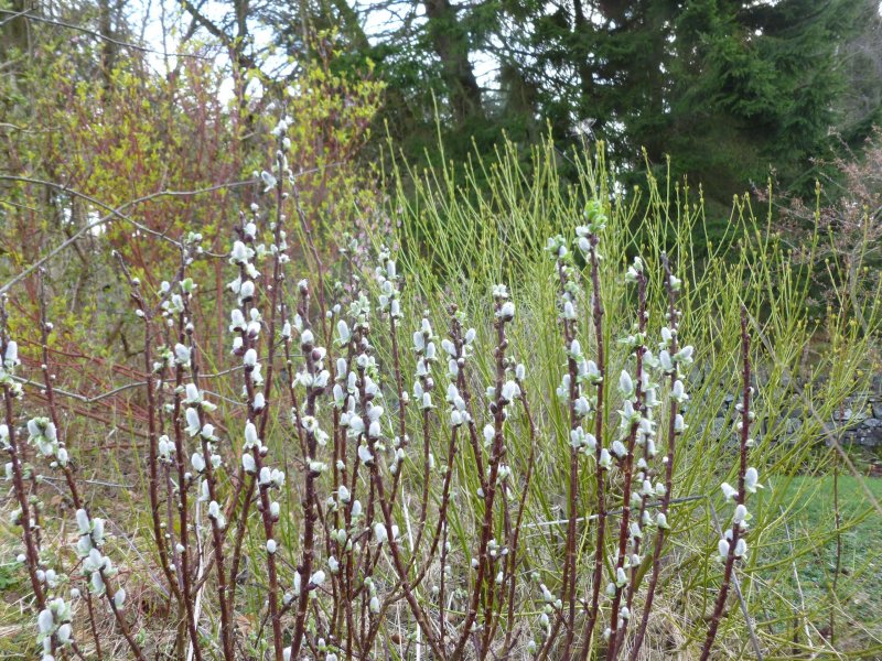 Salix hastata 'Wehrhahnii'