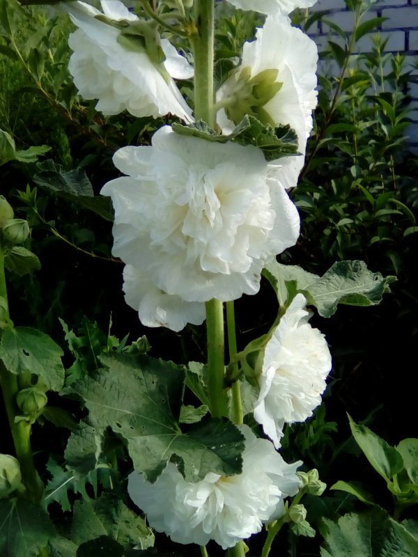 Мальва Red Hollyhock