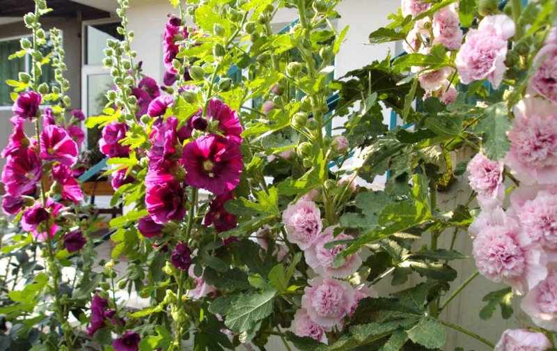 Шток-роза Alcea rosea