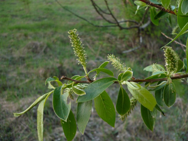 Salix myrsinifolia