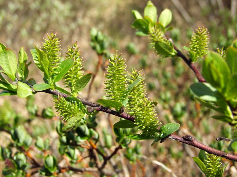 Ива копьевидная (Salix hastata l.)
