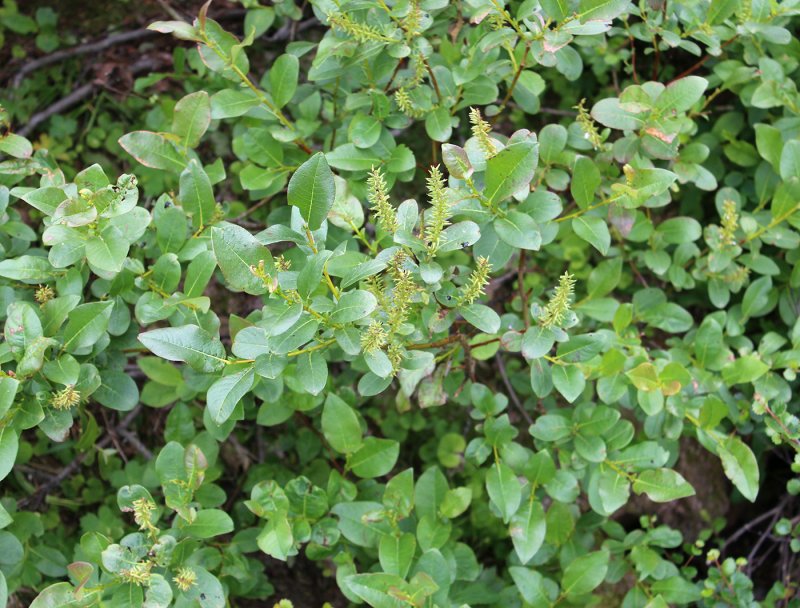 Ива копьевидная (Salix hastata) 'Wehrhahnii'