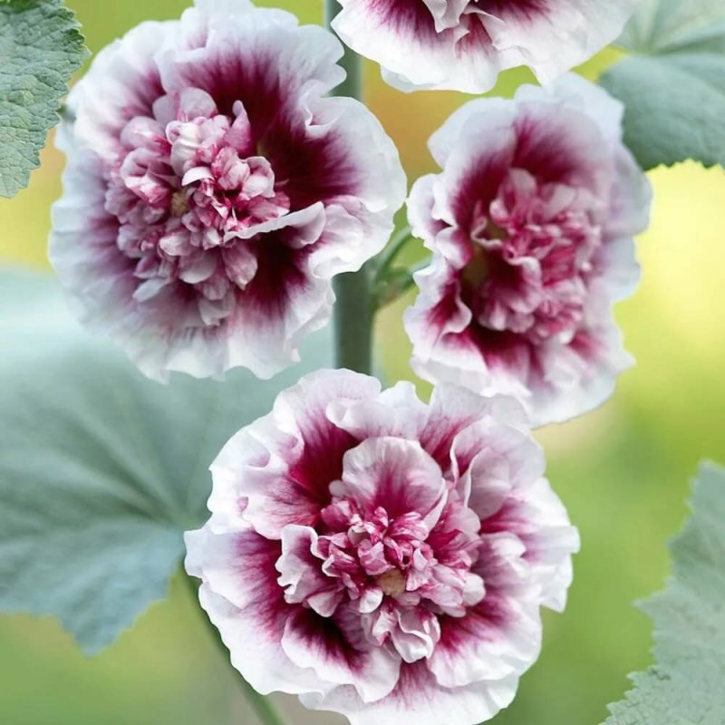 Шток-роза Alcea rosea