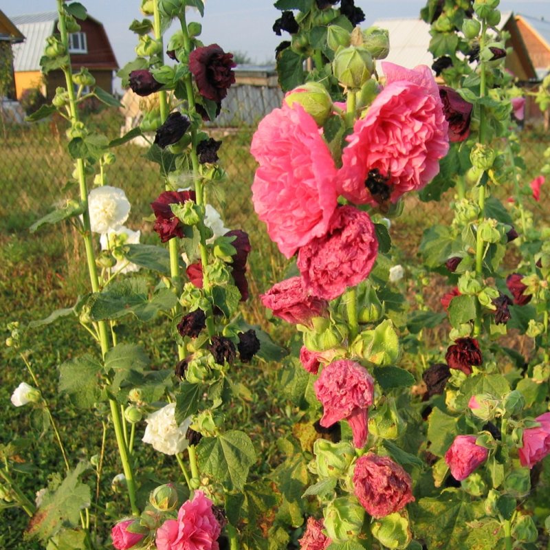 Мальва – Alcea rosea