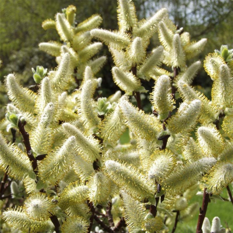 Ива Salix reticulata