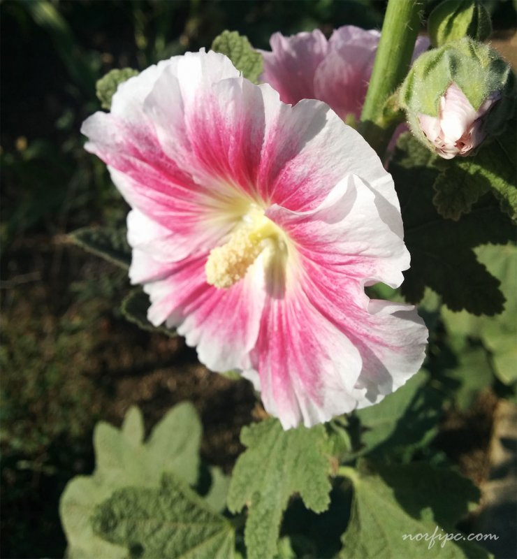Шток-роза Alcea rosea