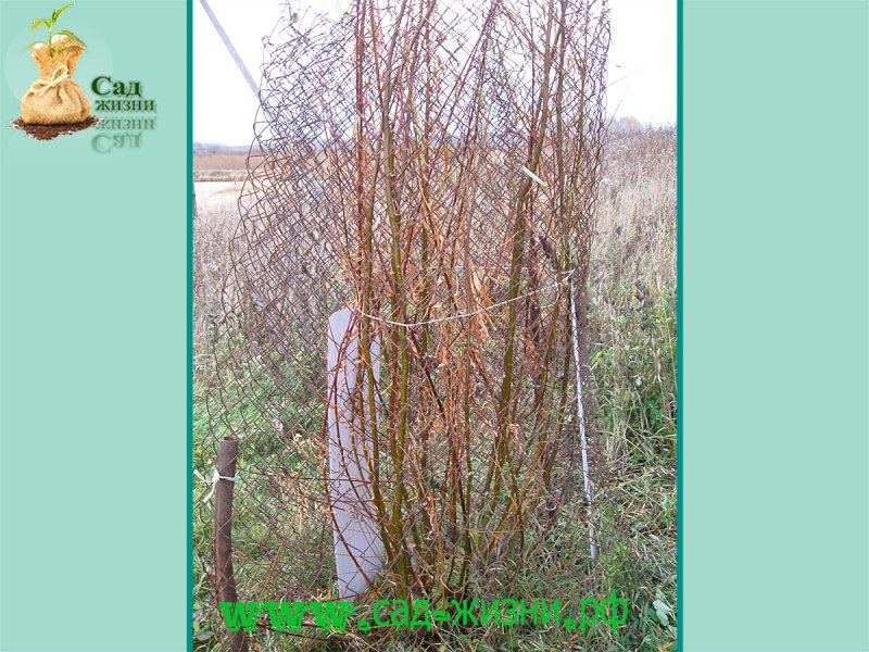 Ива белая (Salix Alba l.)