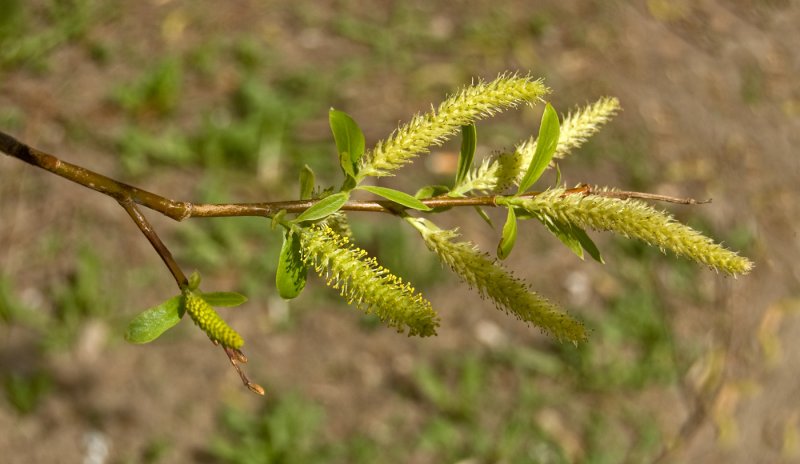 Salix hastata