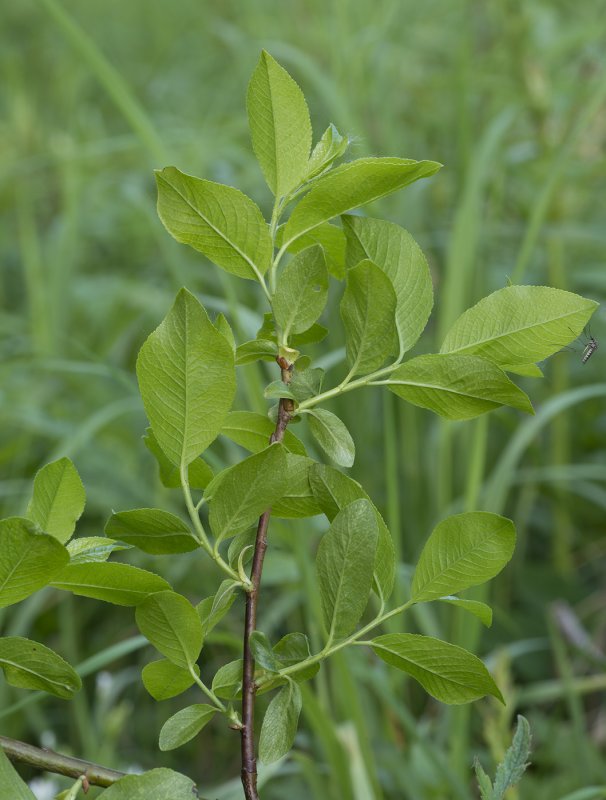 Ива копьевидная (Salix hastata l.)