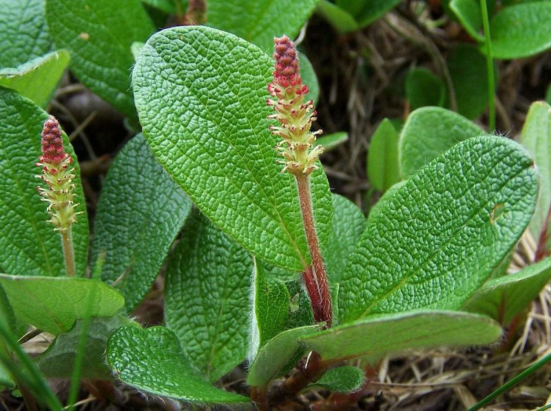 Salix starkeana