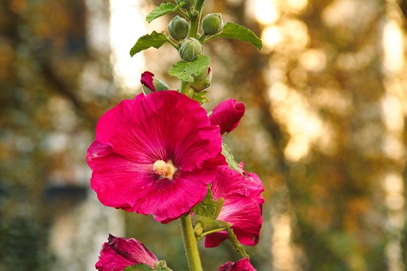 Шток-роза Alcea rosea