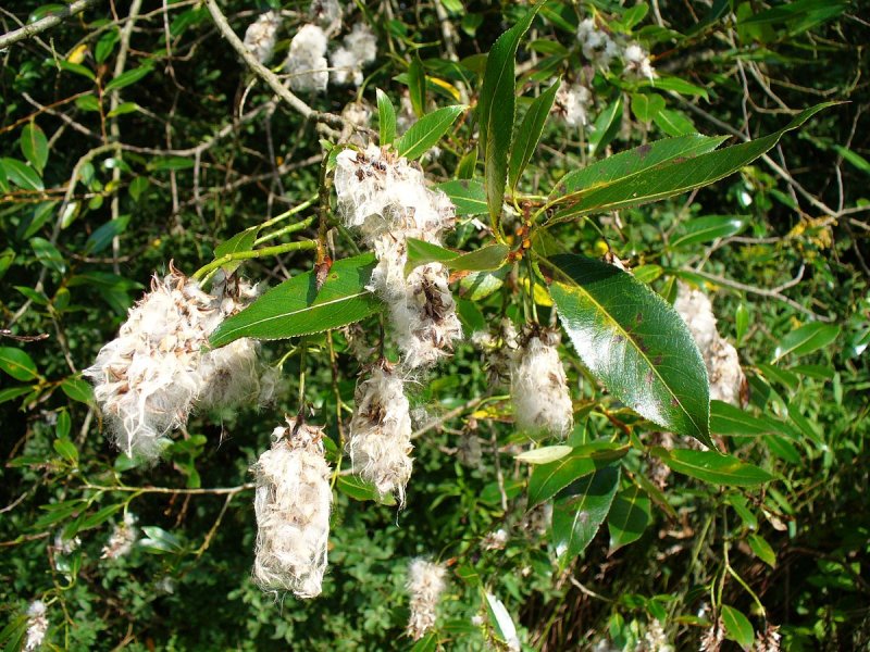 Ива белая (Salix Alba)