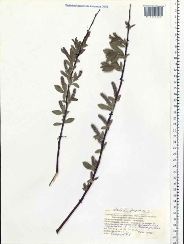 Salix hastata 'Wehrhahnii' pa