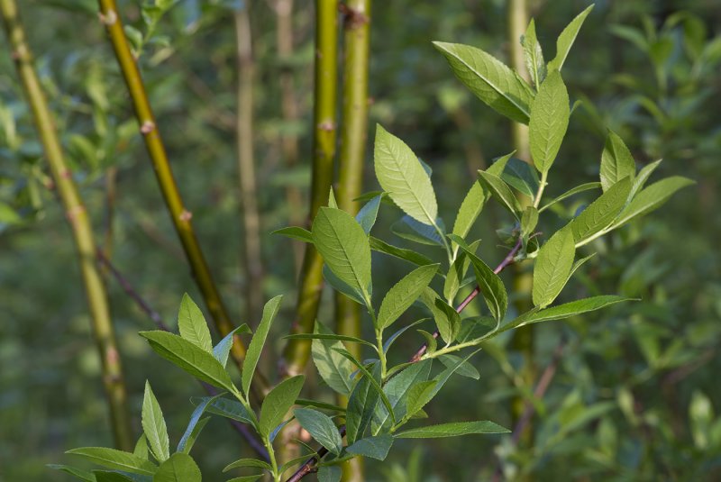 Salix hastata х reticulata