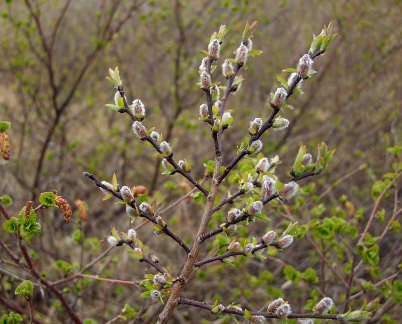 Salix caprea молодое растение