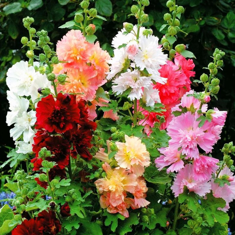 Мальва – Alcea rosea