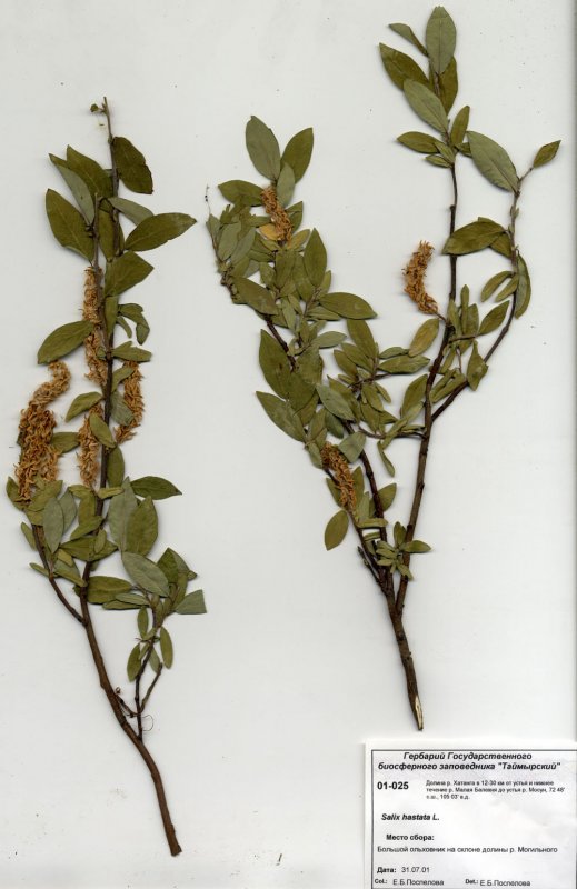 Ива arbuscula