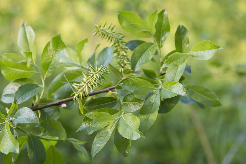 Salix starkeana