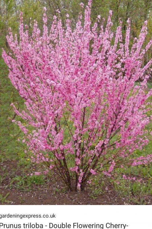 Сакура японская кустарник