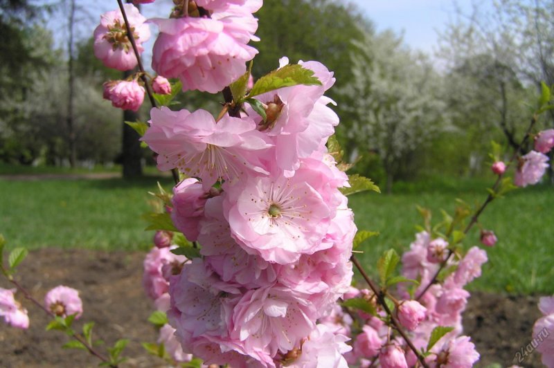 Миндаль трехлопастной Prunus triloba