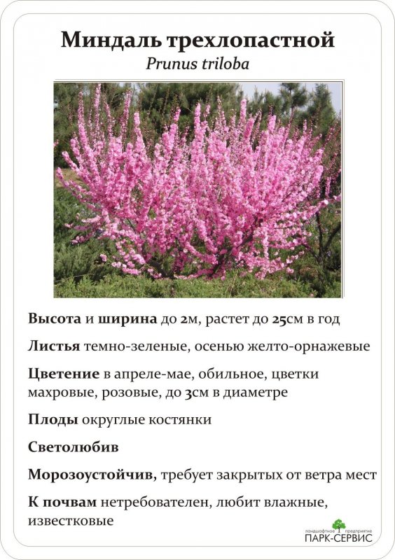 Миндаль трехлопастный китаянка
