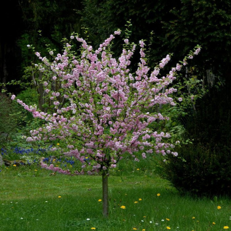 Миндаль трехлопастной Prunus triloba