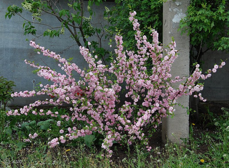 Миндаль луизеания