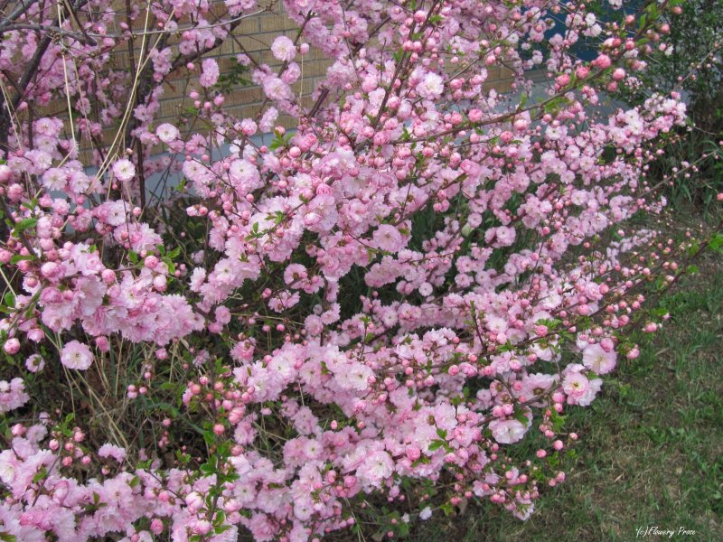 Миндаль трехлопастной Prunus triloba