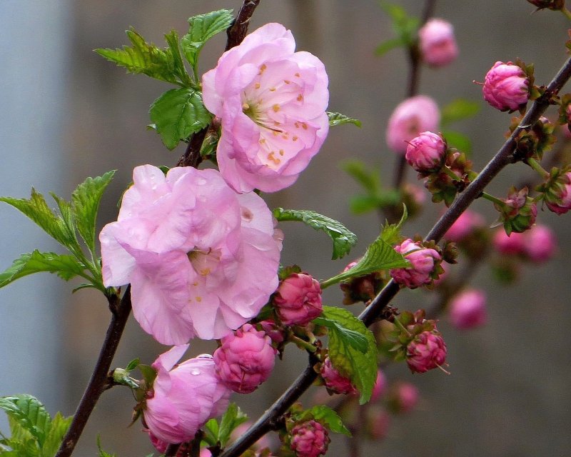 Миндаль трехлопастный луизеания_ Prunus_triloba_