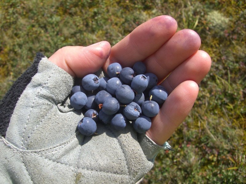 Черника обыкновенная - Vaccinium myrtillus