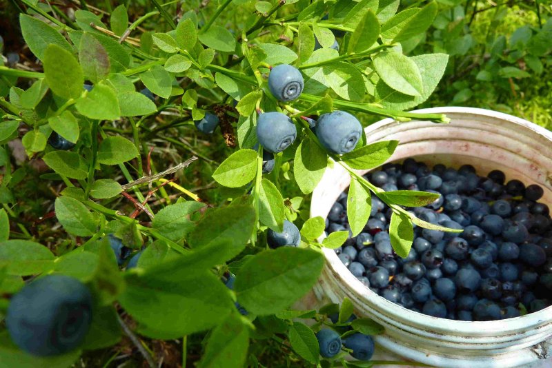 Черника Горная Кавказская