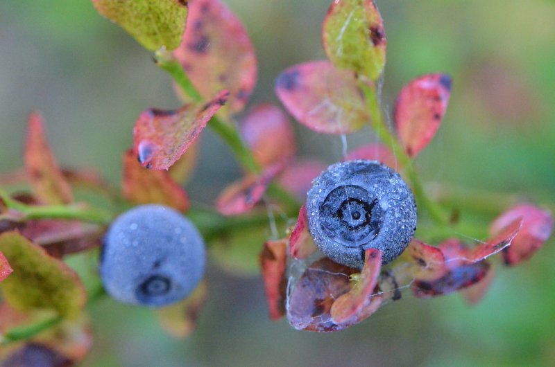 Черника (Vaccinium myrtillus)