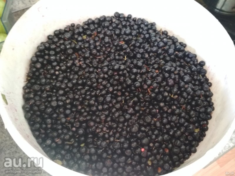 Растет ли черника в Якутии