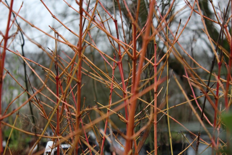 Cornus sanguinea Winter Beauty