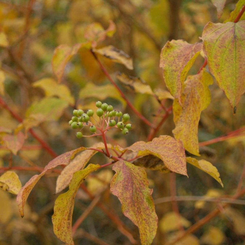 Дерен Cornus sanguinea