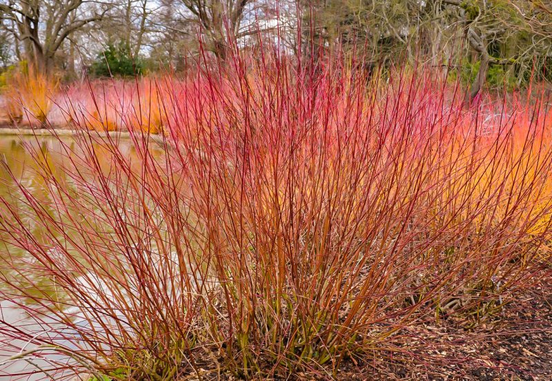 Дерен кроваво-красный (Cornus sanguinea)